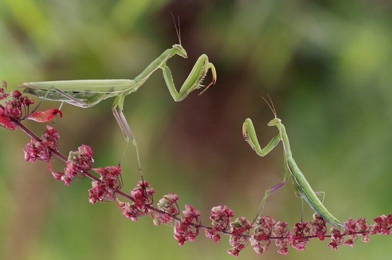 Two Praying Mantises