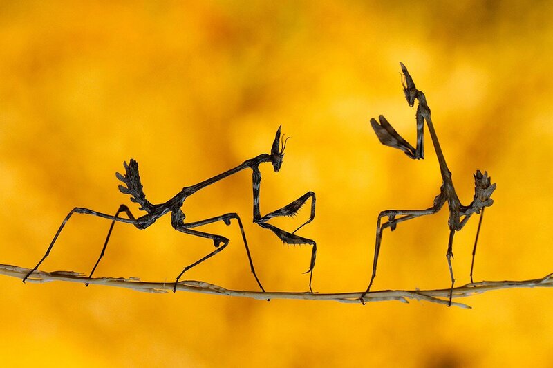 Two Praying Mantises — Yellow