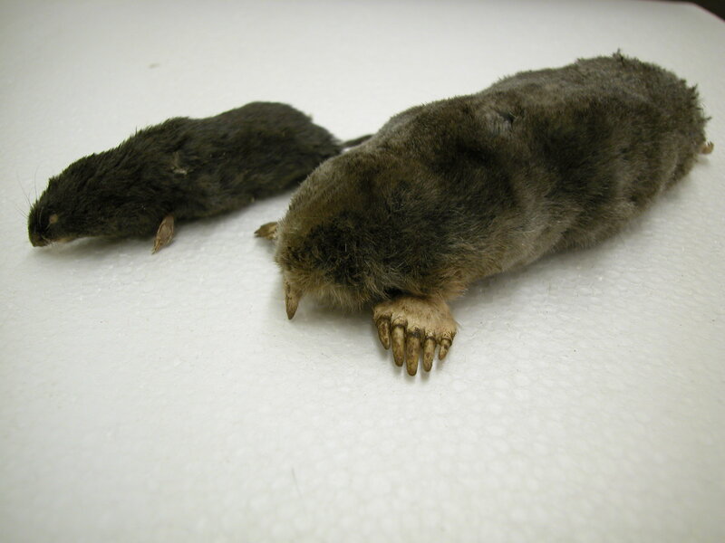 Two preserved moles on white surface