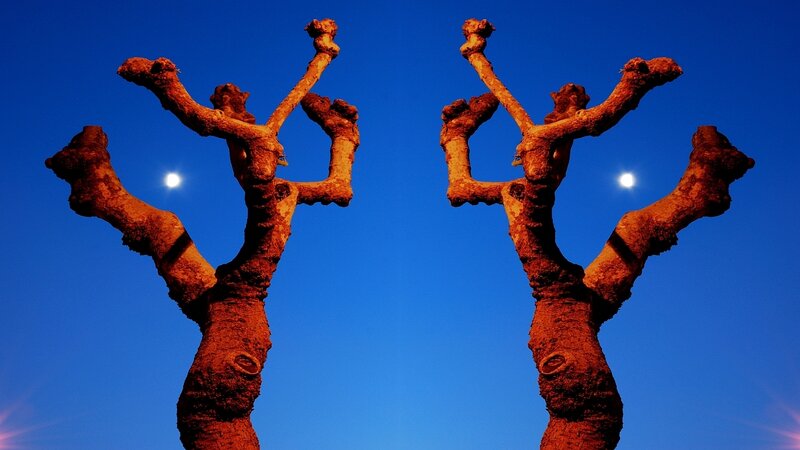 Two Pruned Trees