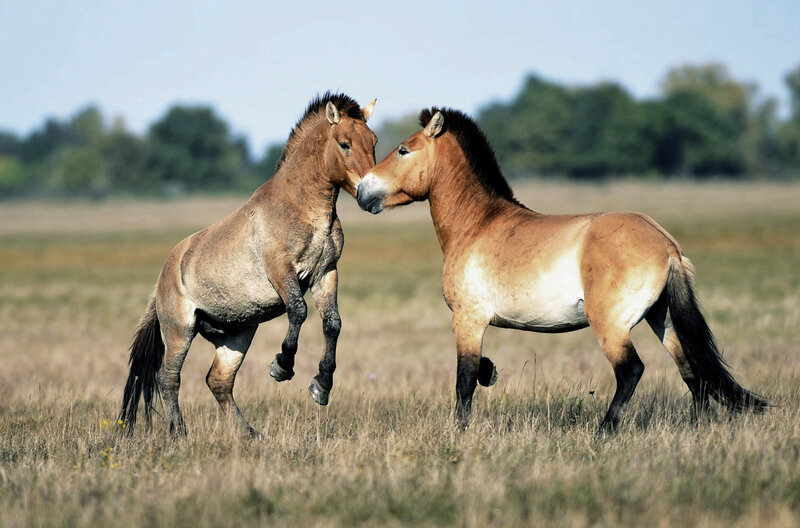 Two Przewalski Horses