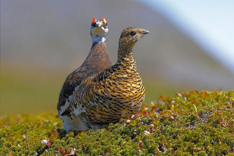 Two ptarmigans on tundra