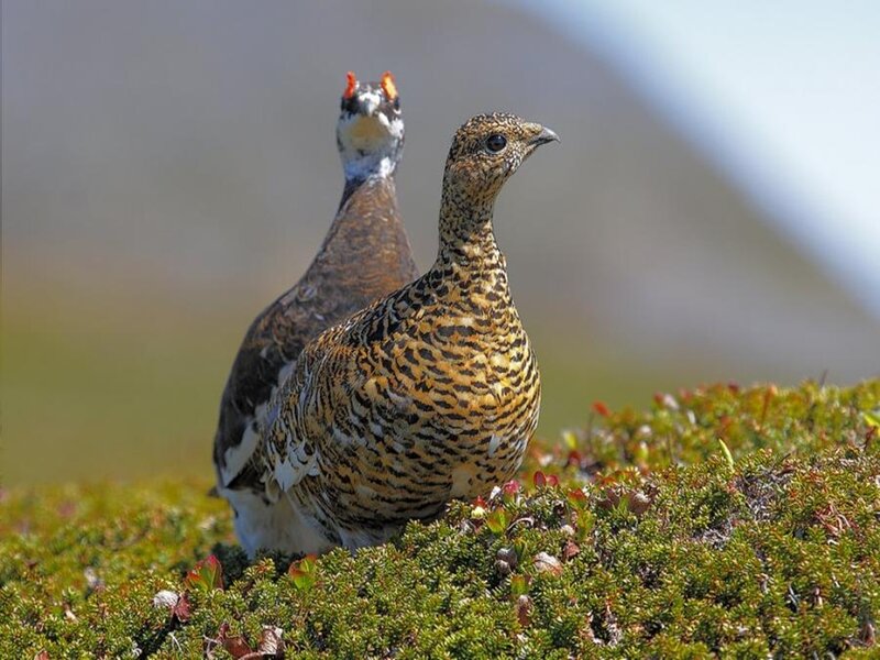 Two ptarmigans on tundra