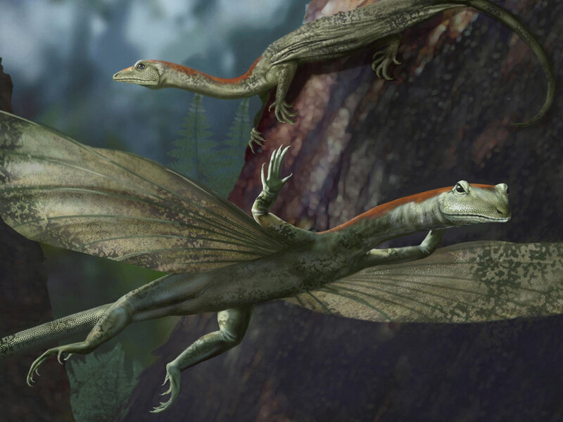 Two Pterosaurs in Flight
