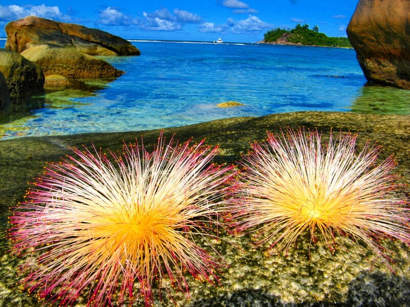 Two Puffball Flowers
