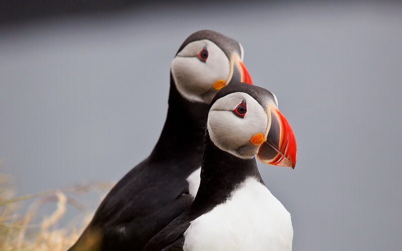 Two Puffins — Black, Calm
