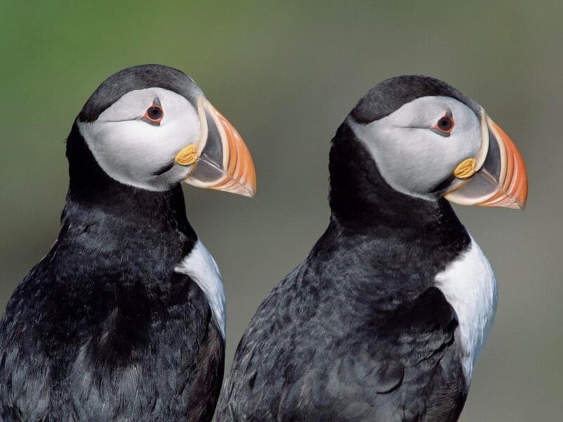 Two Puffins — Black