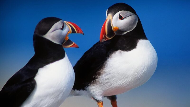 Two Puffins — Blue