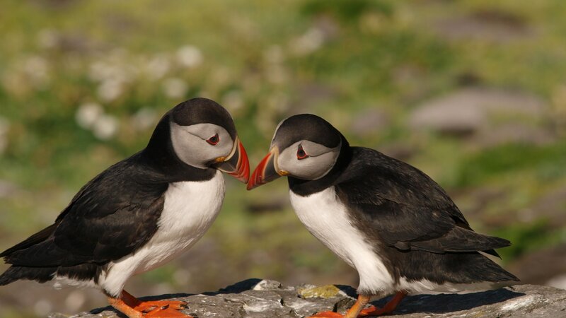 Two Puffins Facing Each Other