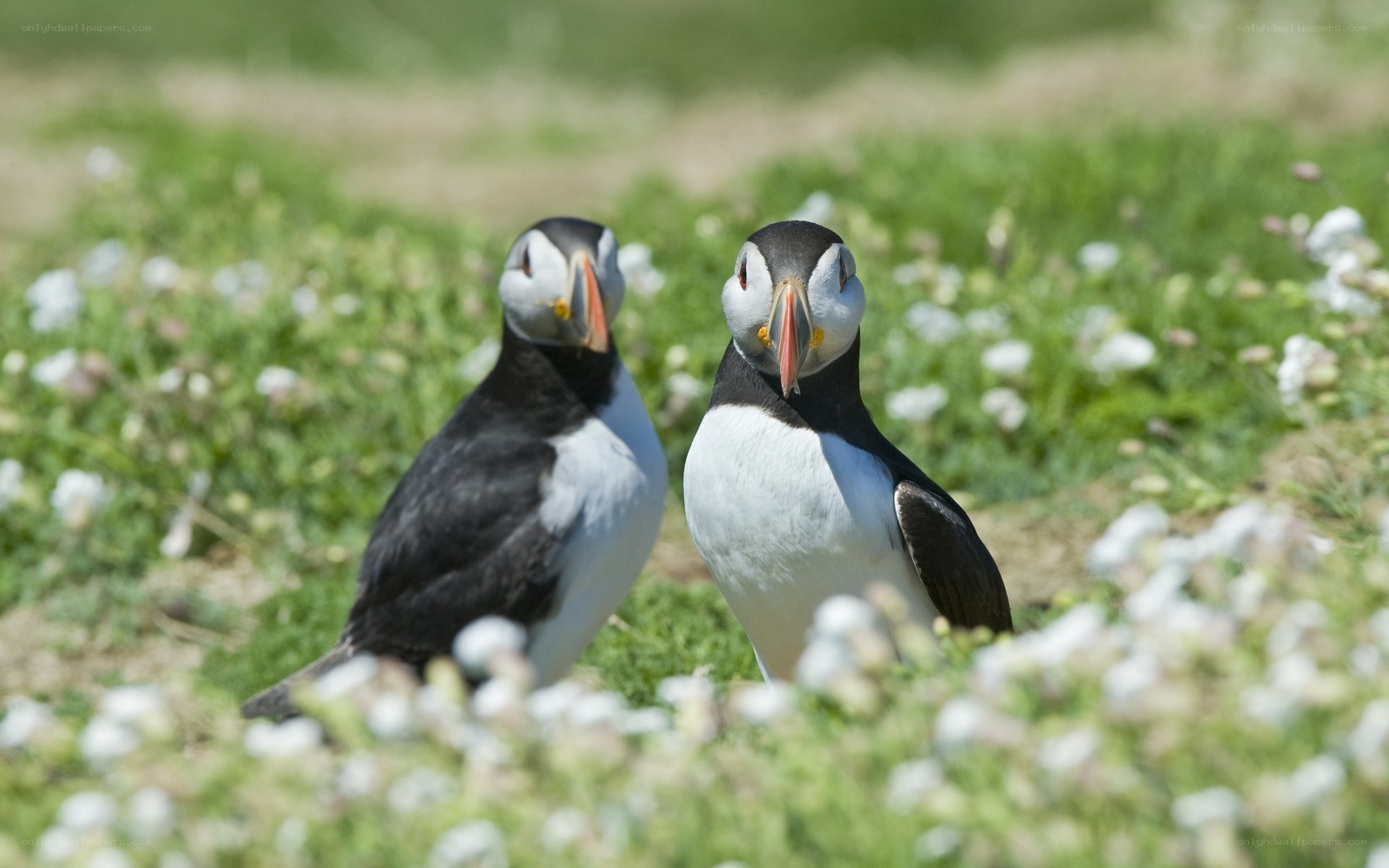 Two puffins in a field