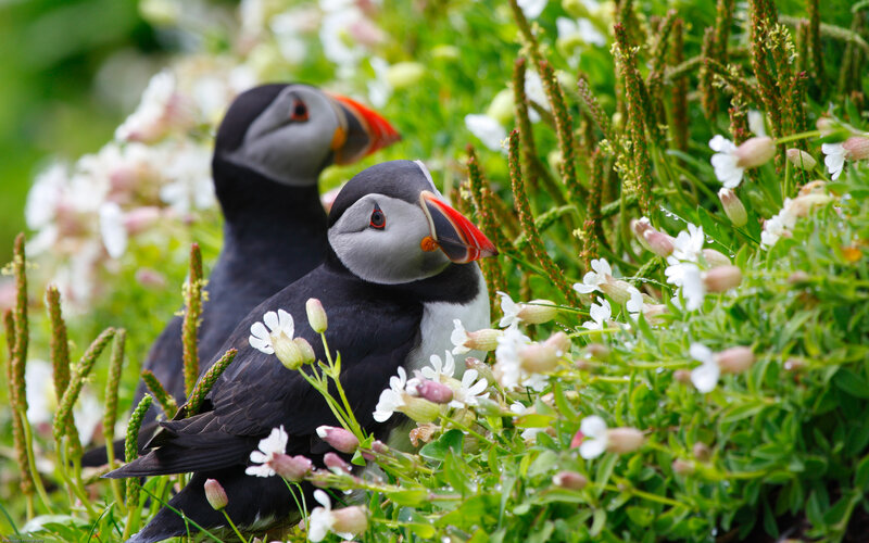 Two Puffins in Flowers — Green