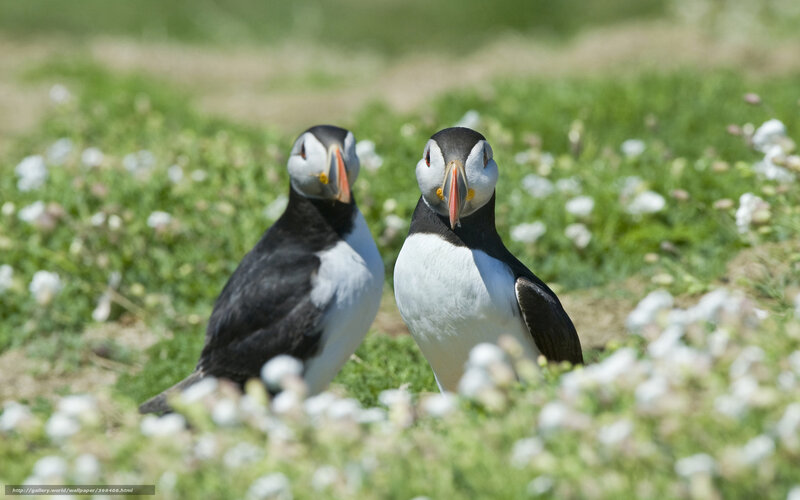 Two Puffins in Grass