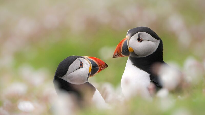 Two Puffins in Grass — White
