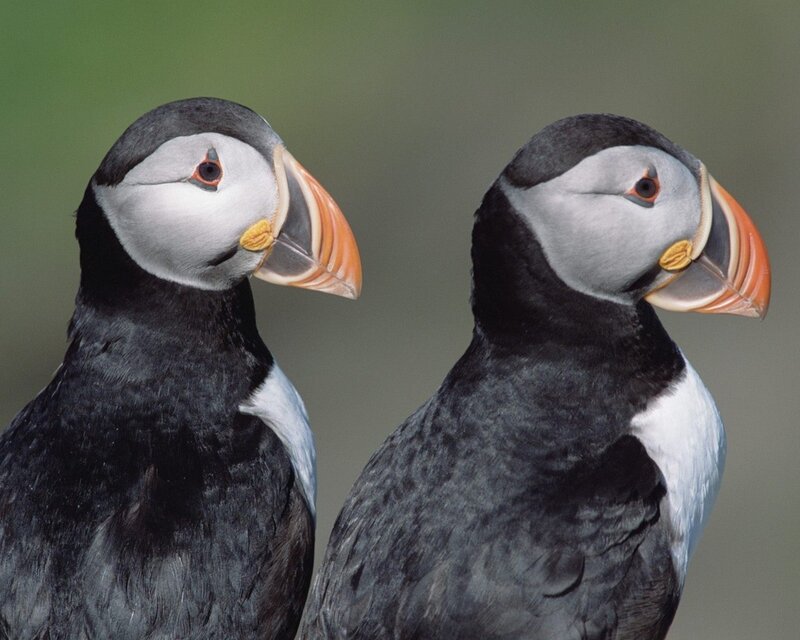 Two puffins in profile