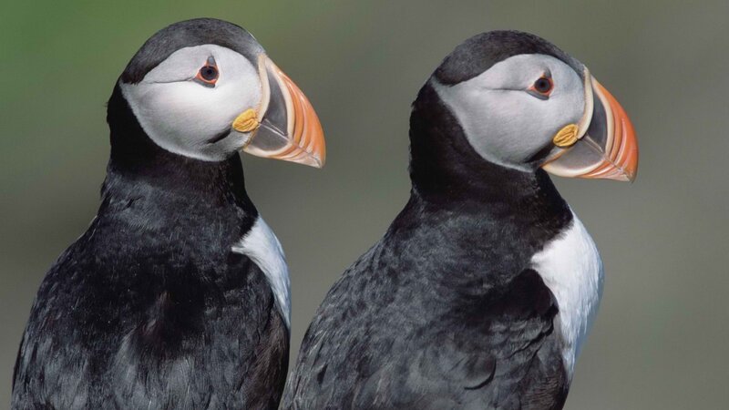 Two puffins in profile