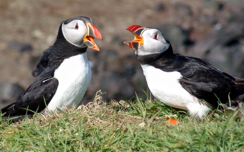Two puffins interacting