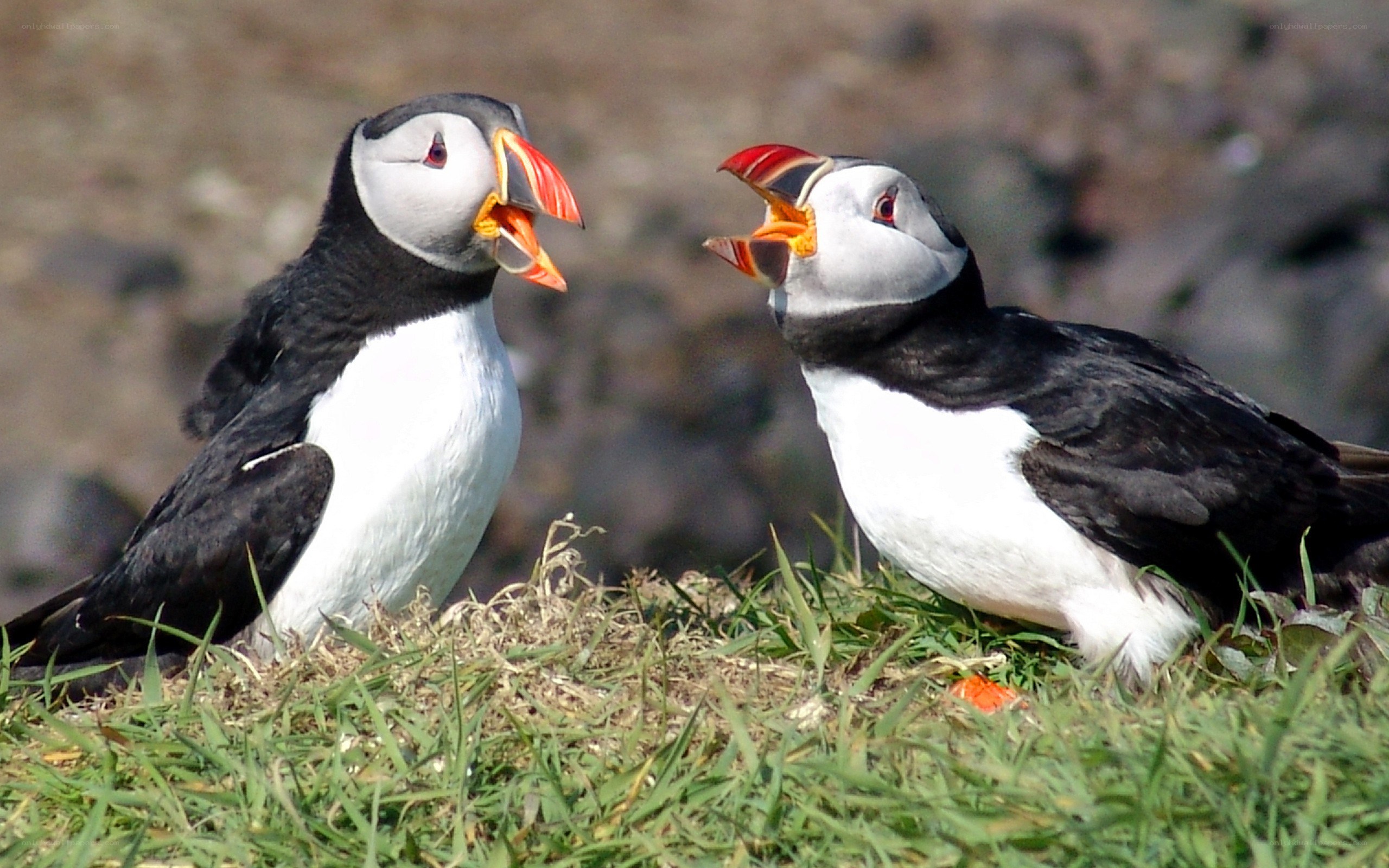 Two puffins interacting
