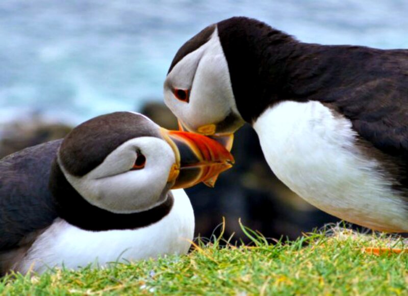 Two Puffins Interacting — Black, Calm