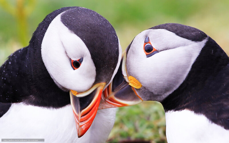 Two Puffins Interacting — Black, Intimate