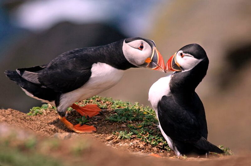 Two Puffins Interacting — Black