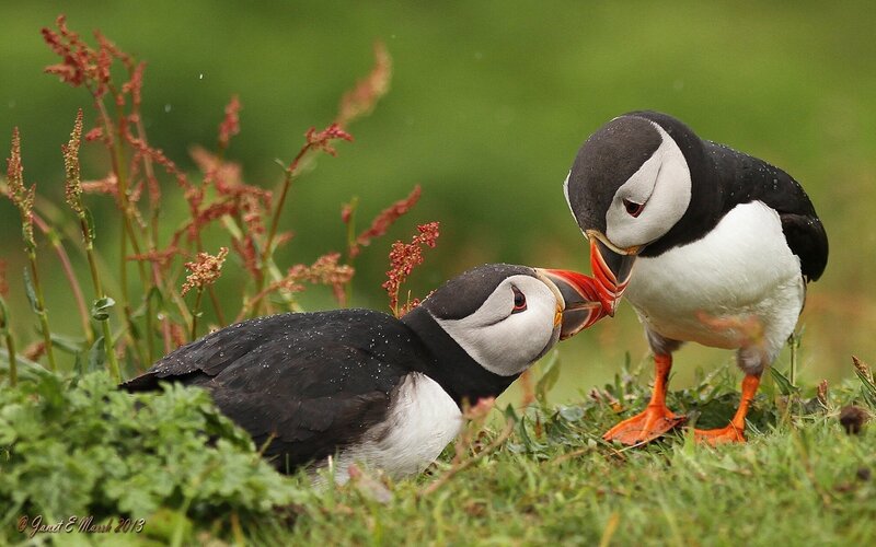Two Puffins Interacting — Green, Natural