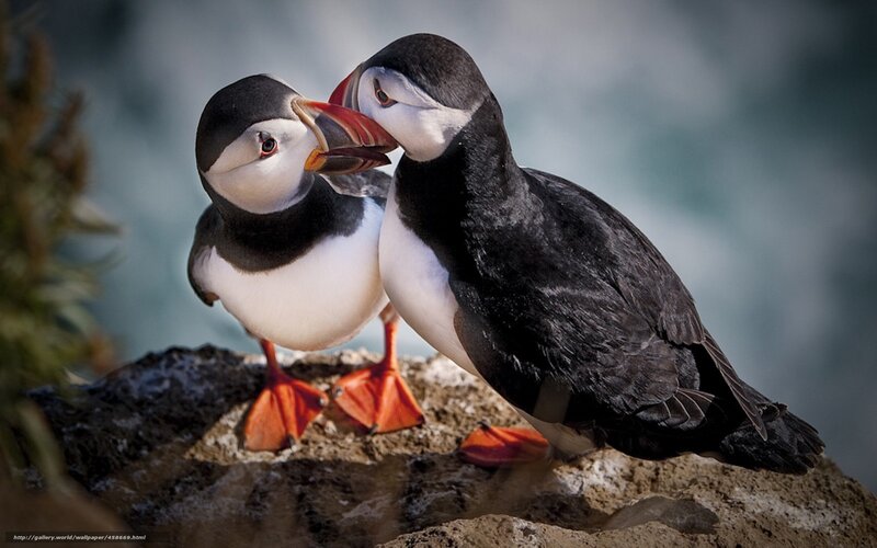 Two puffins interacting