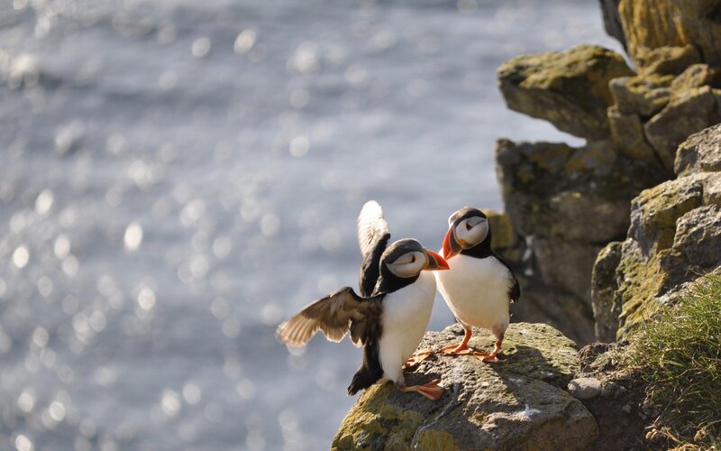 Two Puffins on a Cliff — Gray