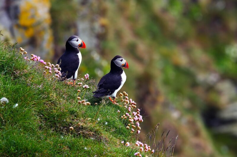 Two Puffins on a Cliff — Green, Serene