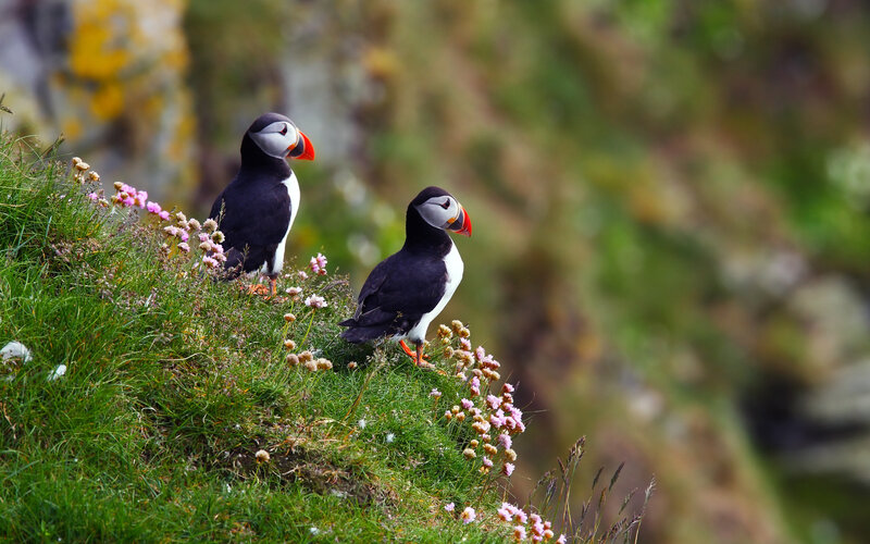 Two Puffins on a Cliff — Green