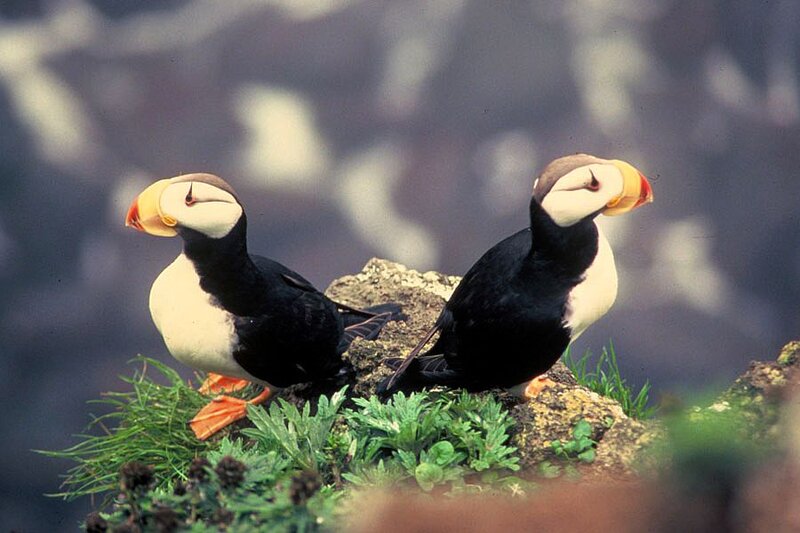 Two Puffins on a Cliff