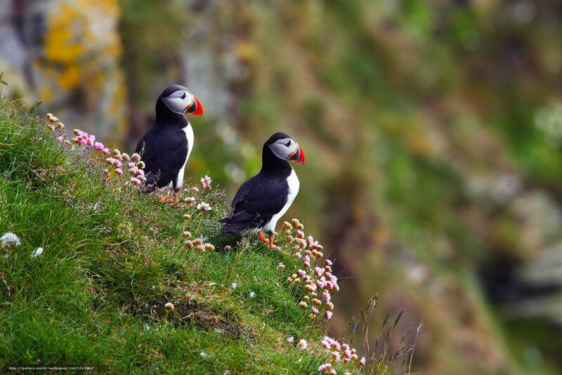 Two puffins on a grassy cliff