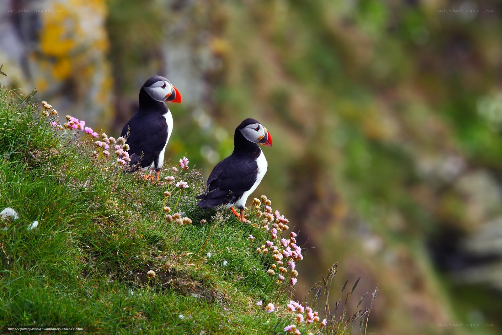 Two puffins on a grassy cliff