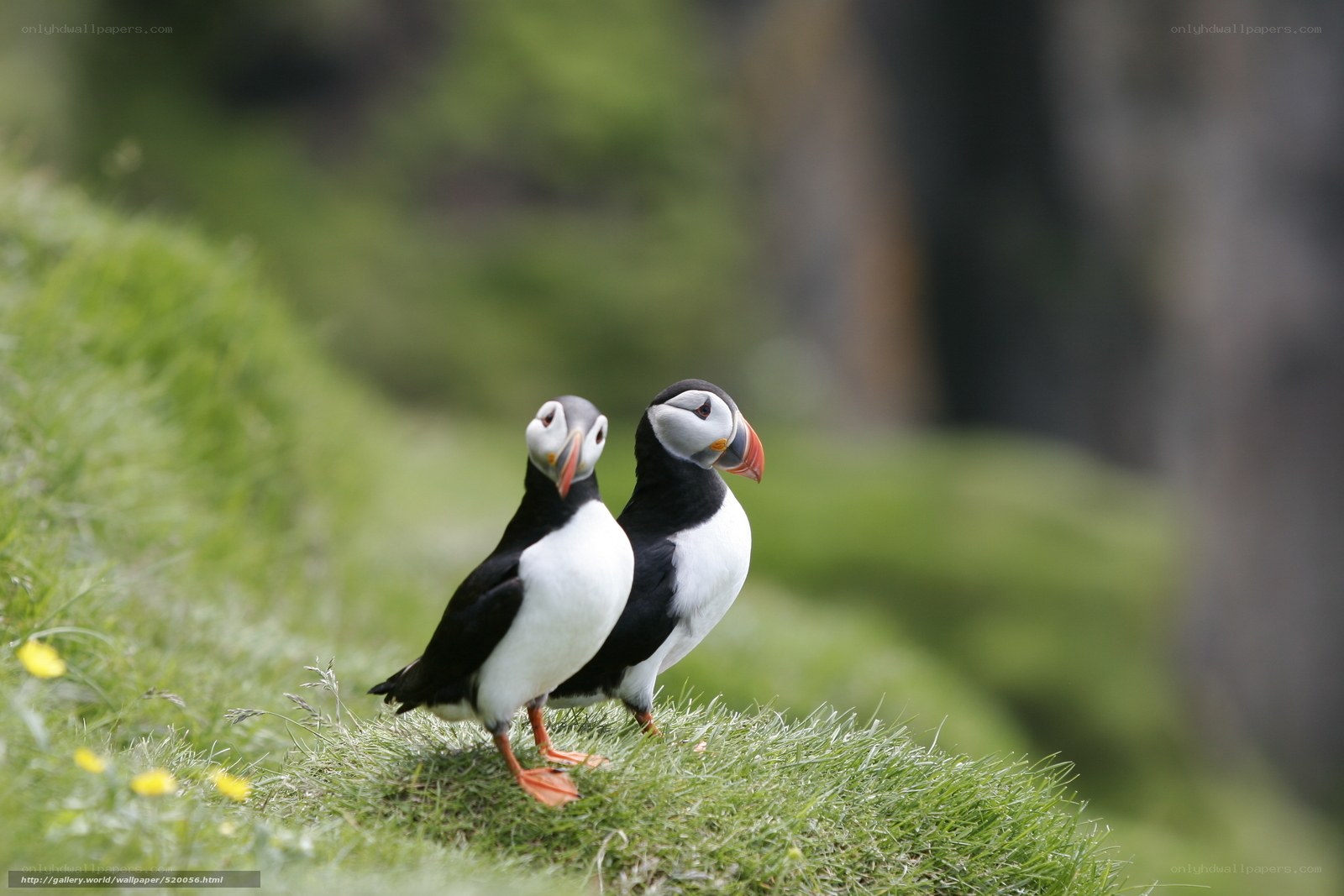 Two puffins on a grassy hill