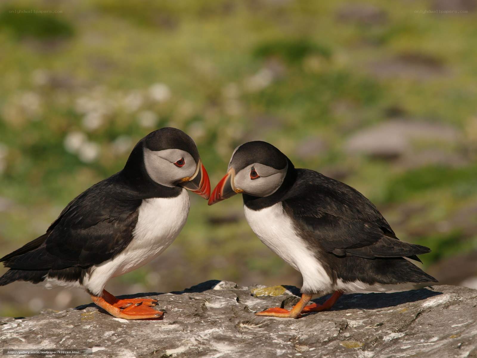 Two puffins on a rock