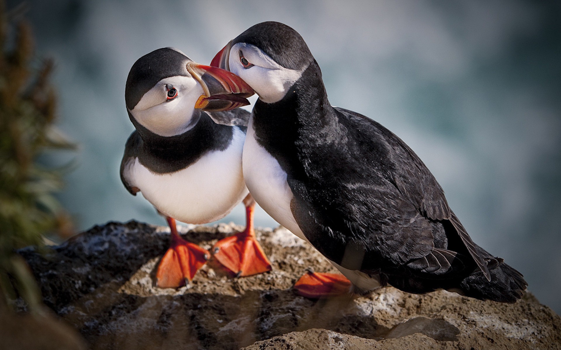Two puffins on a rock