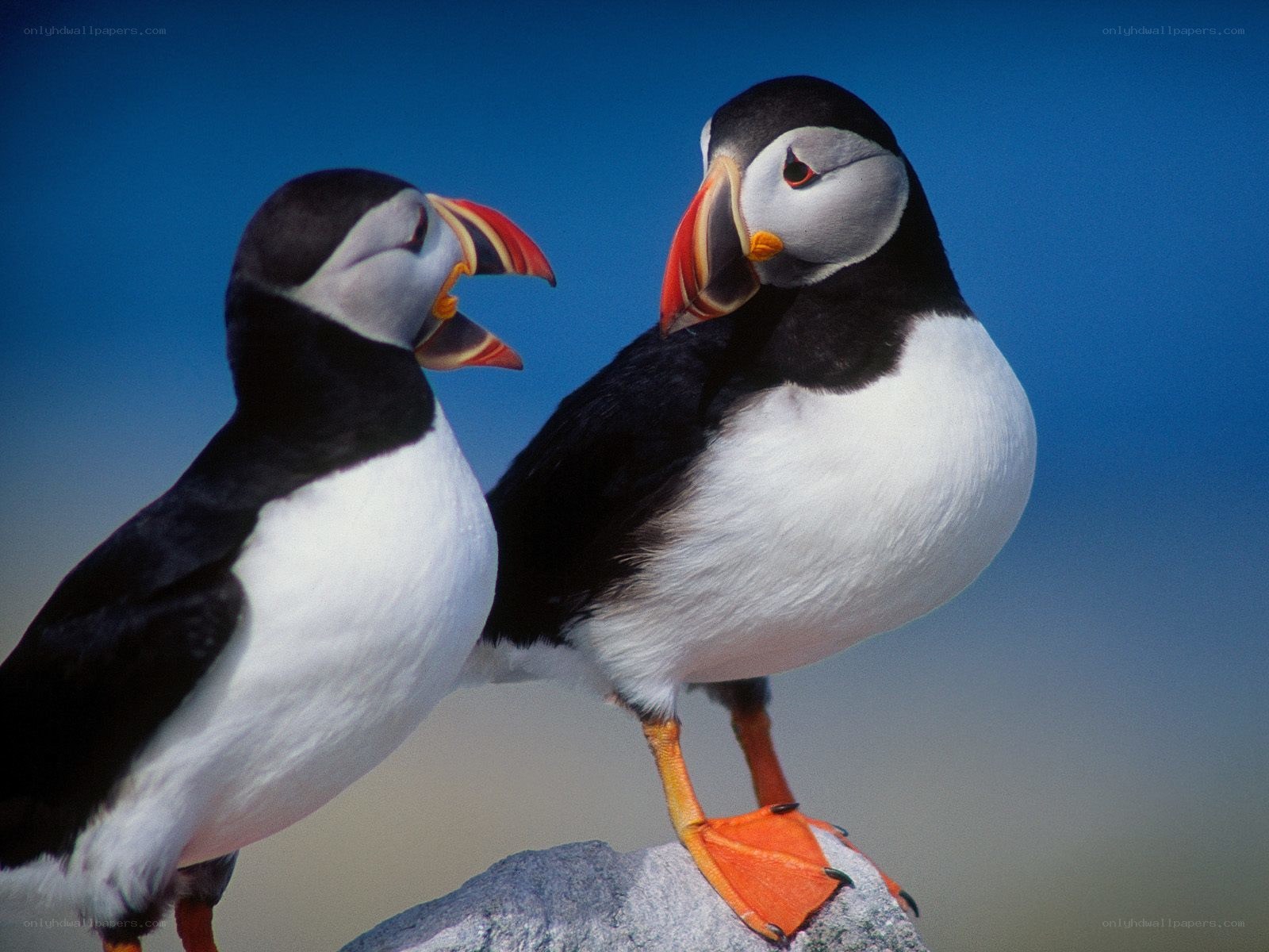 Two puffins on a rock