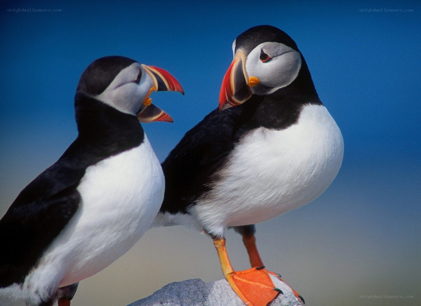 Two puffins on a rock