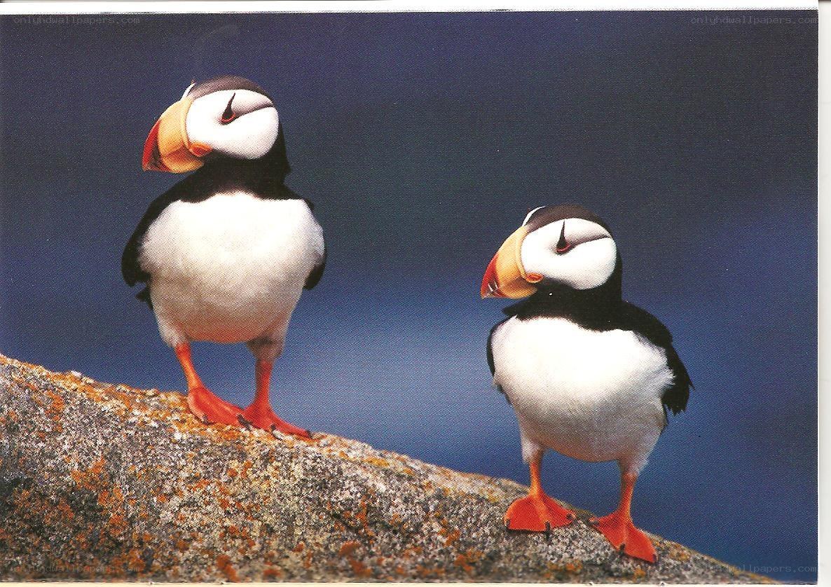 Two puffins on a rock