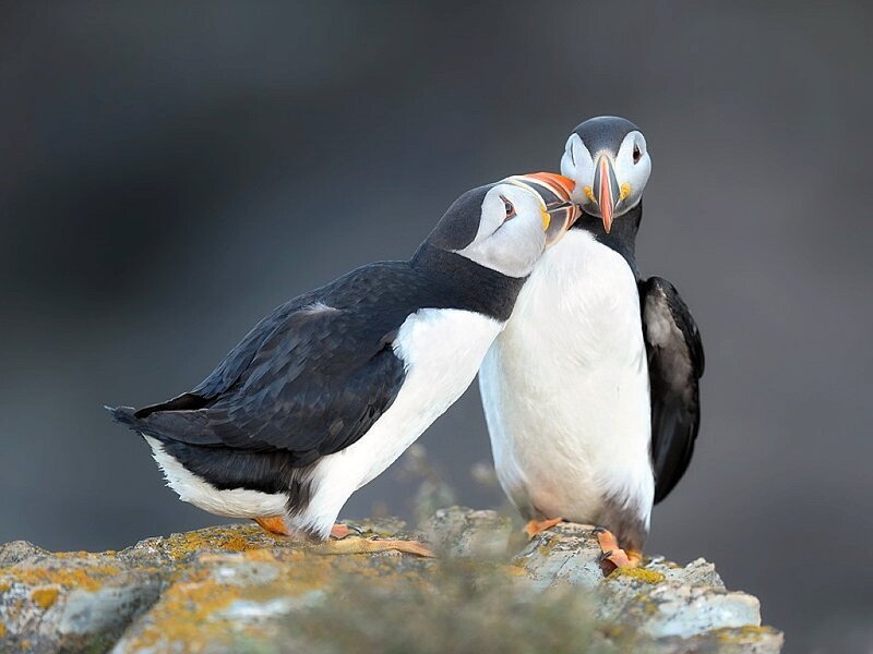 Two Puffins on a Rock — Black