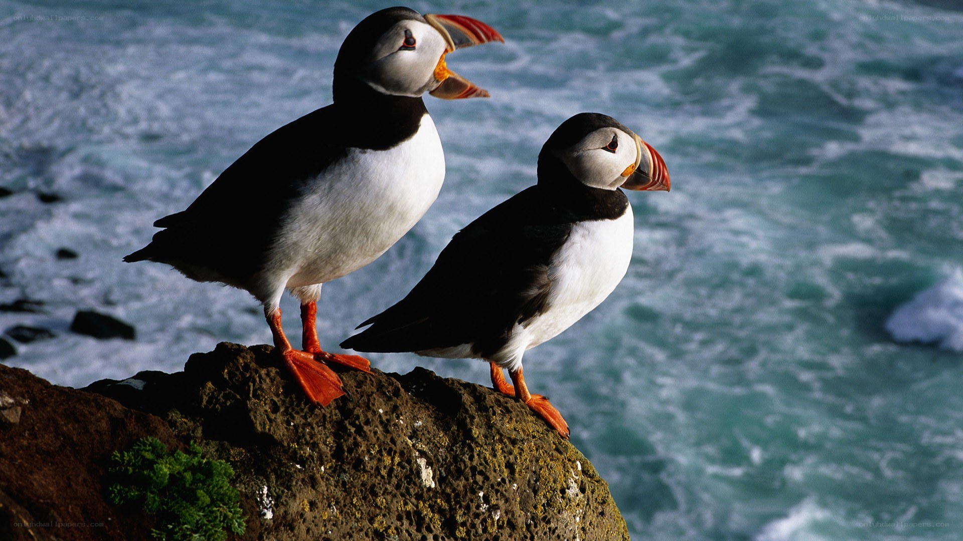 Two puffins on a rocky cliff