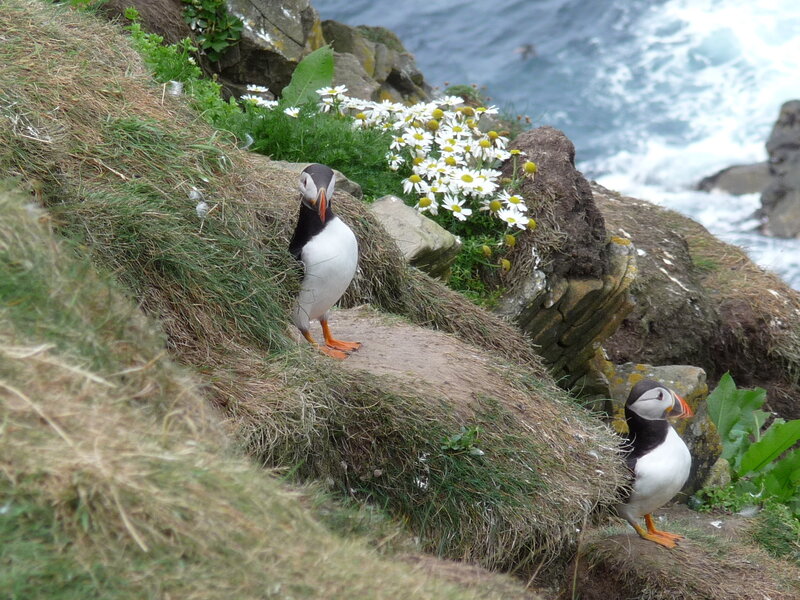 Two Puffins on Cliff — Green