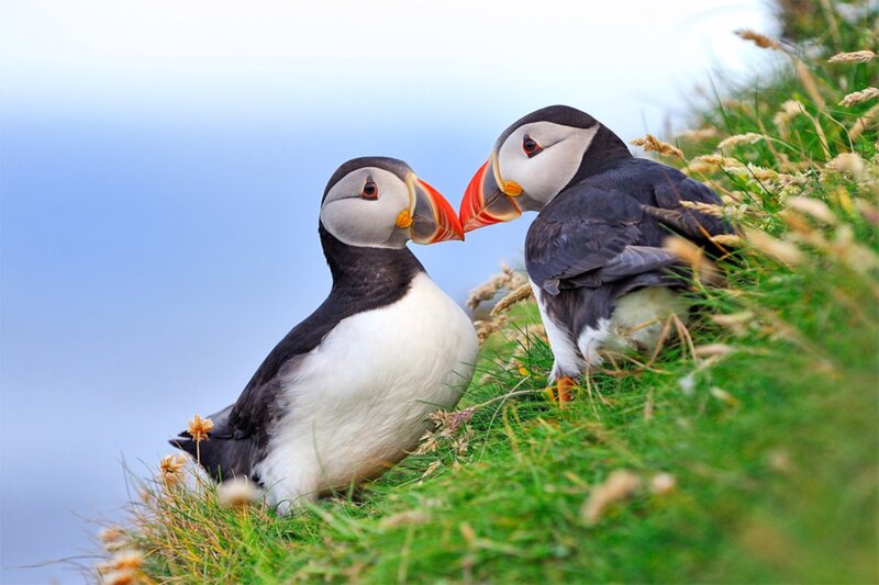 Two Puffins on Grass — Green, Serene
