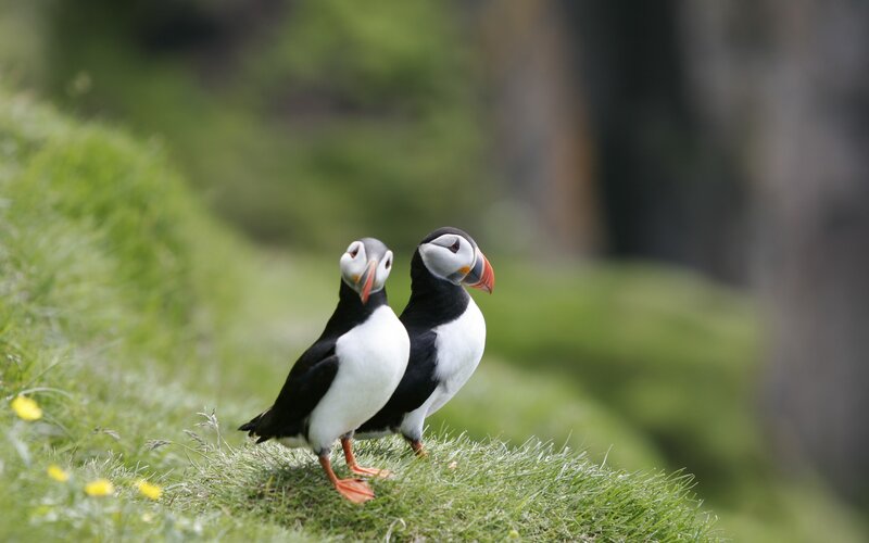 Two Puffins on Grass — Green