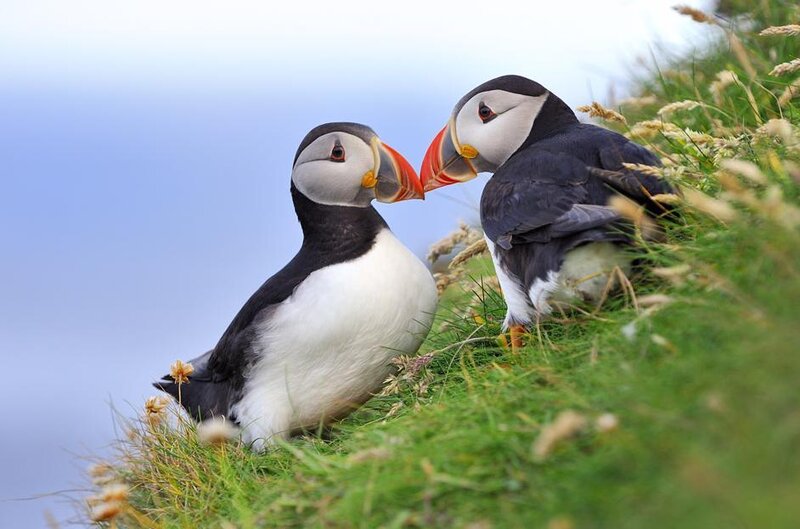 Two Puffins on Grass