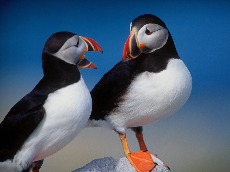 Two Puffins on Rock