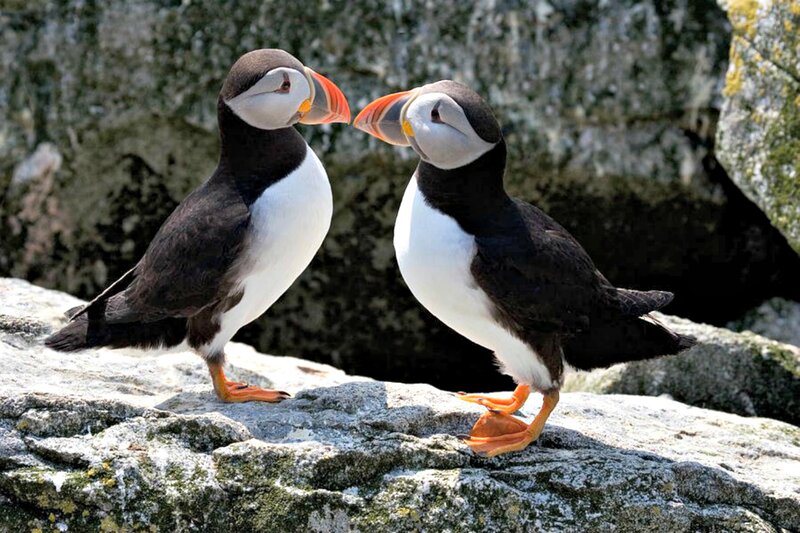 Two Puffins on Rocks — Black