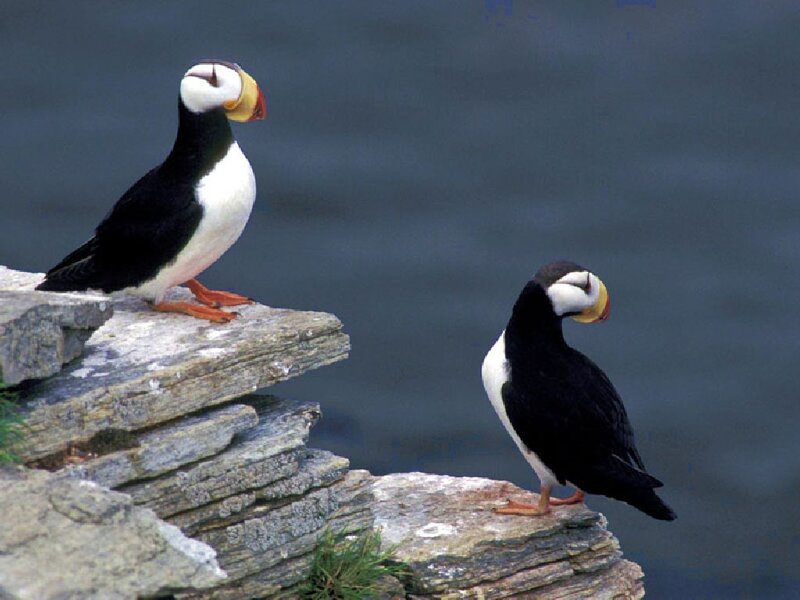 Two Puffins on Rocks