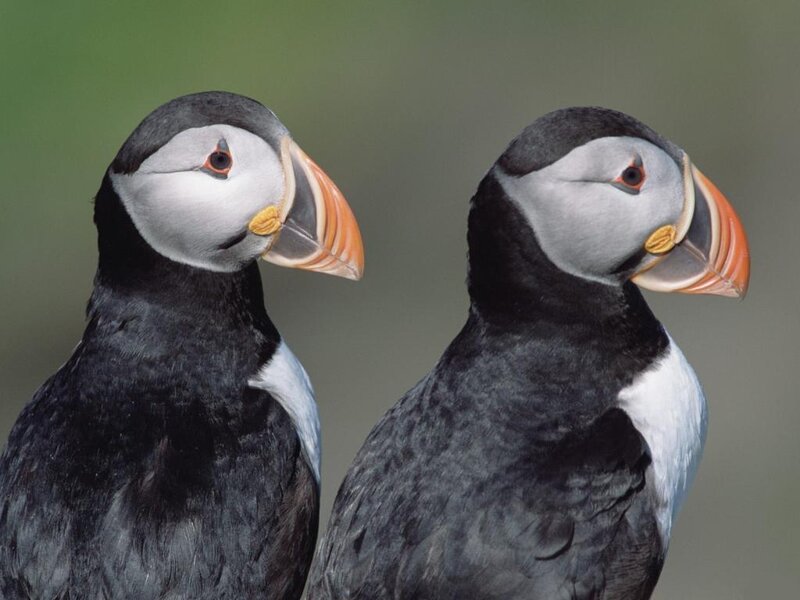 Two Puffins