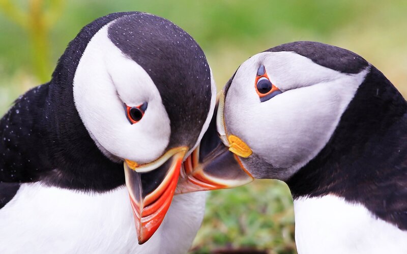Two Puffins Touching