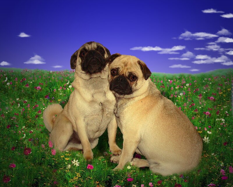 Two Pug Dogs